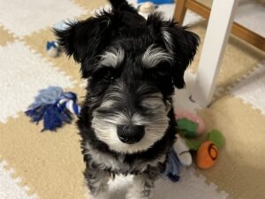 【2025年】【お世話】千葉市　ミニチュアシュナウザーのルーク君