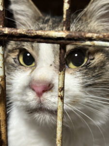 【お世話】千葉市中央区　猫ちゃんたち