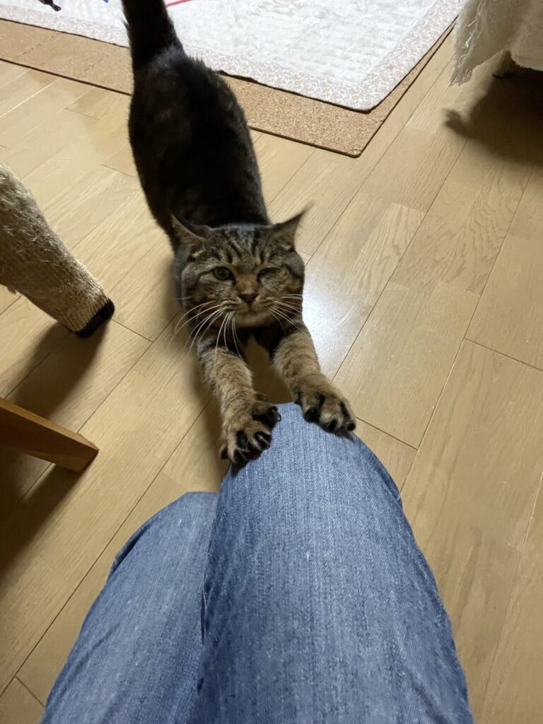 【船橋市・猫】たいがくんのお世話報告