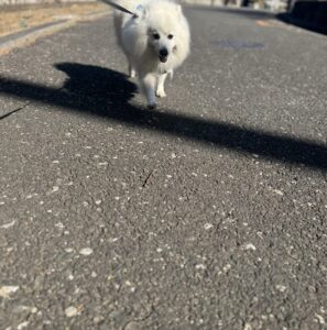 【犬のお散歩代行 八王子】百太郎くんのお世話の様子