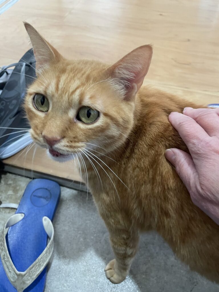 【千葉市・猫】テキーラくんとスコッチちゃんのお世話報告