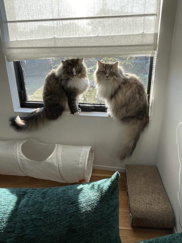 【八千代市・猫】みこちゃん、すずちゃん、ざいざいくんのお世話報告