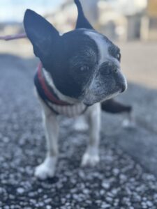 【犬の介護 八王子】ボストンテリアのお世話の様子