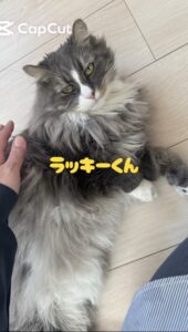 船橋市　ラッキー君のお世話