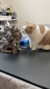 😺最後のお世話🥲