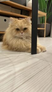 😺ジャラシ大好き😊