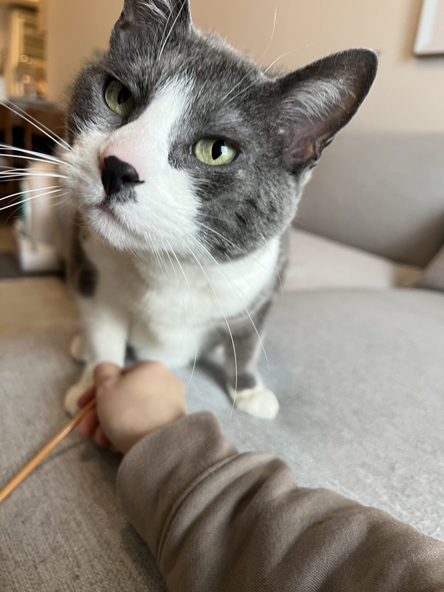 Repeat♪Stella chan short course use!!(リピート♪ステラちゃんショートコース利用）