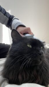 😺甘えん坊さん😺