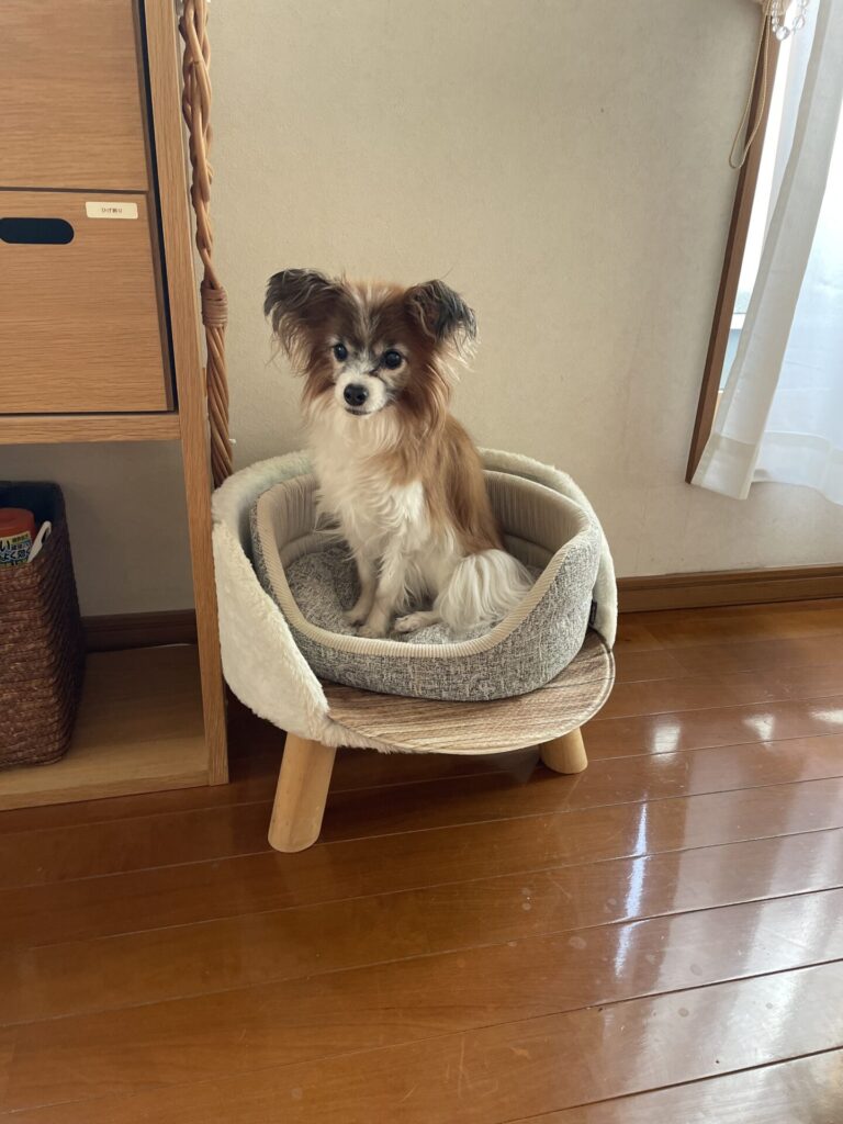 【船橋市・犬と猫】花ちゃん、さすけくん、きびちゃん、ふくくん、天くんのお世話報告