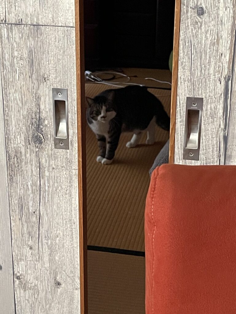 【習志野市・猫】くうくんのお世話報告