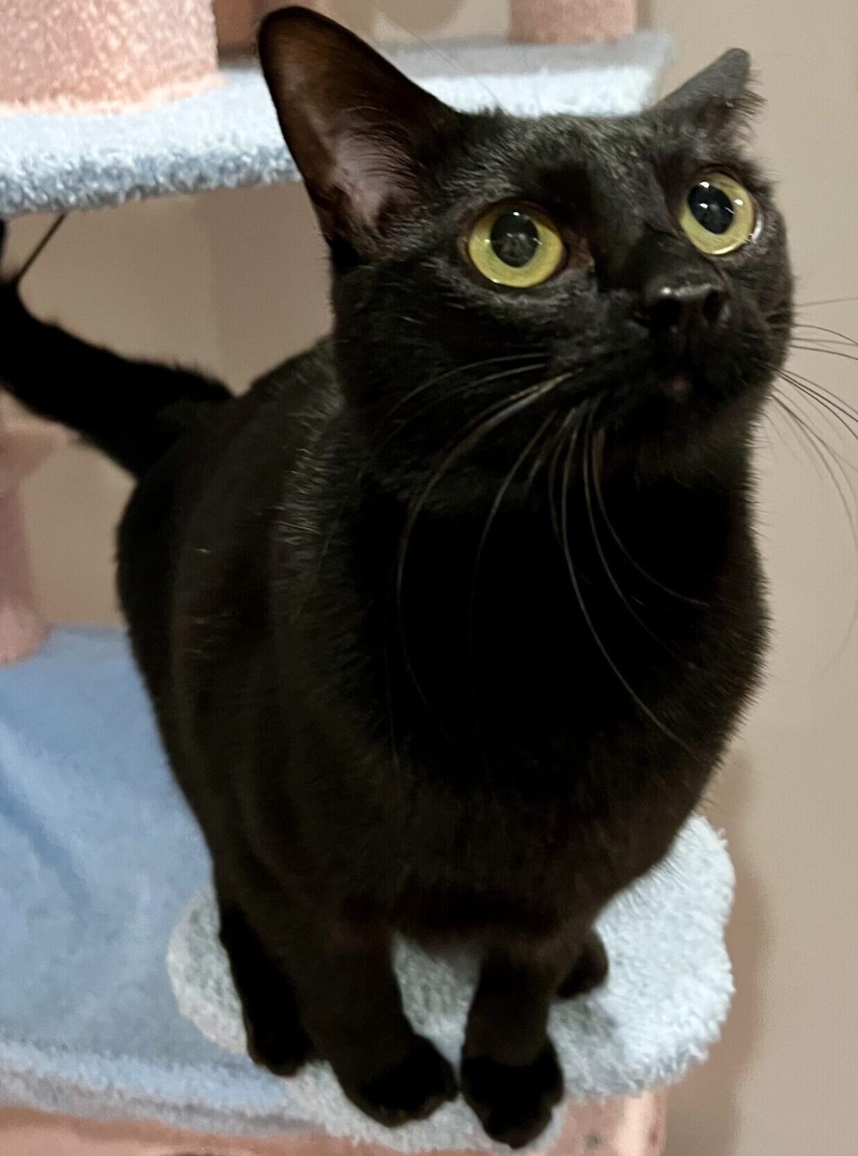 新規♪バナナちゃん　ショートコースのご依頼♪