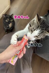 船橋市　こたつ君とまゆちゃんのお世話