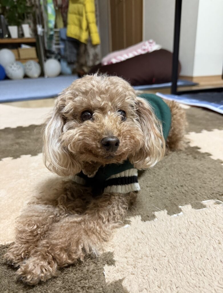 ペットシッター　豊中市　トイプードルのアベリアくん