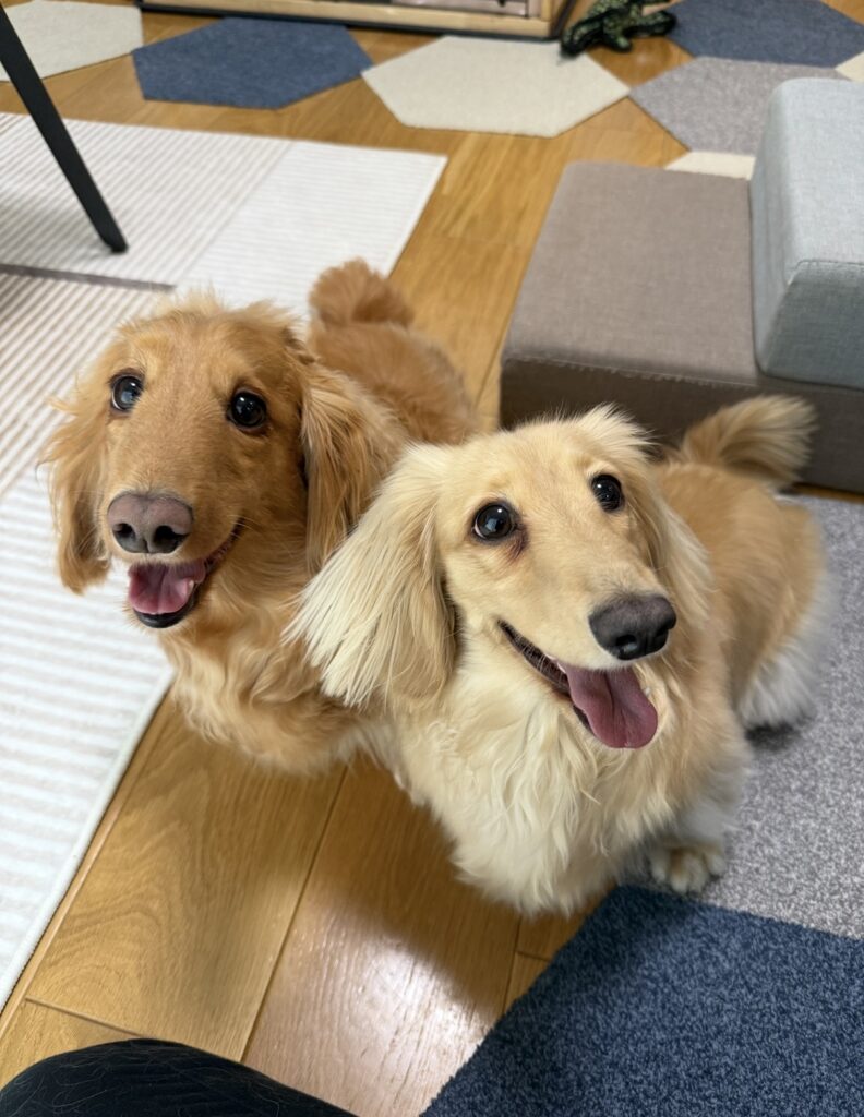 ペットシッター　箕面市　ミニチュアダックスフンドの大福くんとロイくん