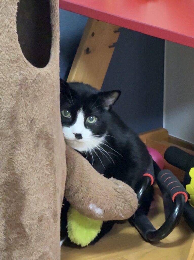 ペットシッター　箕面市　猫のもきちくん、ラッキーくん、ムギくん、レオちゃん