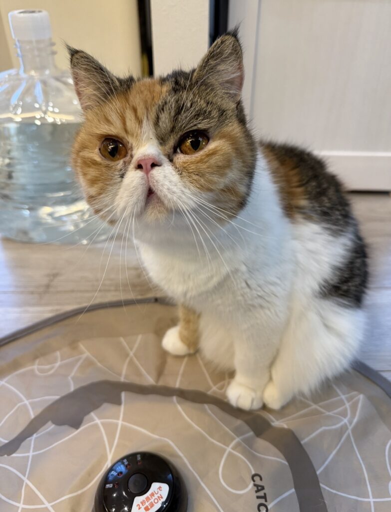 ペットシッター　吹田市　エキゾチックショートヘアのむぎちゃん