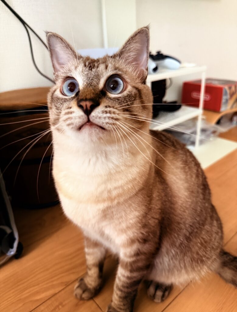 ペットシッター　箕面市　シャムトラのペレくん