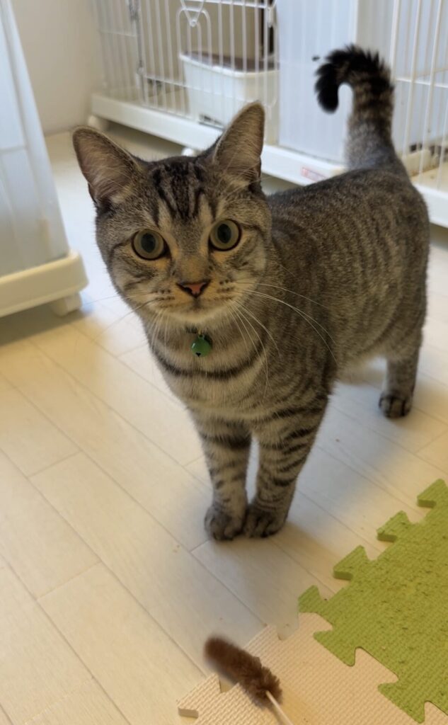 ペットホテル オシキャットのマオくん