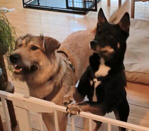 【葉山｜ペットシッター】ミックス犬のパピーくんと海を眺めながらお散歩へ