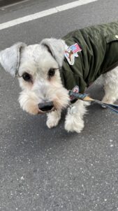 🐶お散歩代行コース🐶