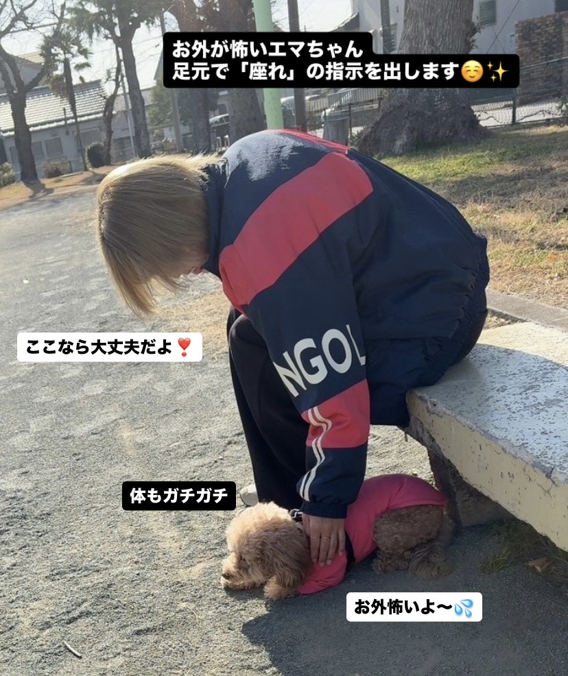 【犬のお散歩豊川市】エマちゃんお世話の様子🐶