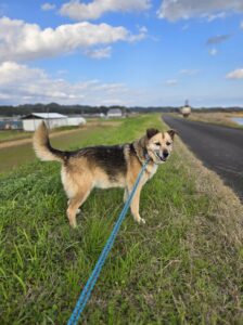 綾町ヤエンちゃんとダンパーくんのお世話レポート🐶