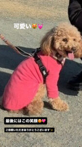 【犬のお散歩豊川市】エマちゃんお世話の様子🐶
