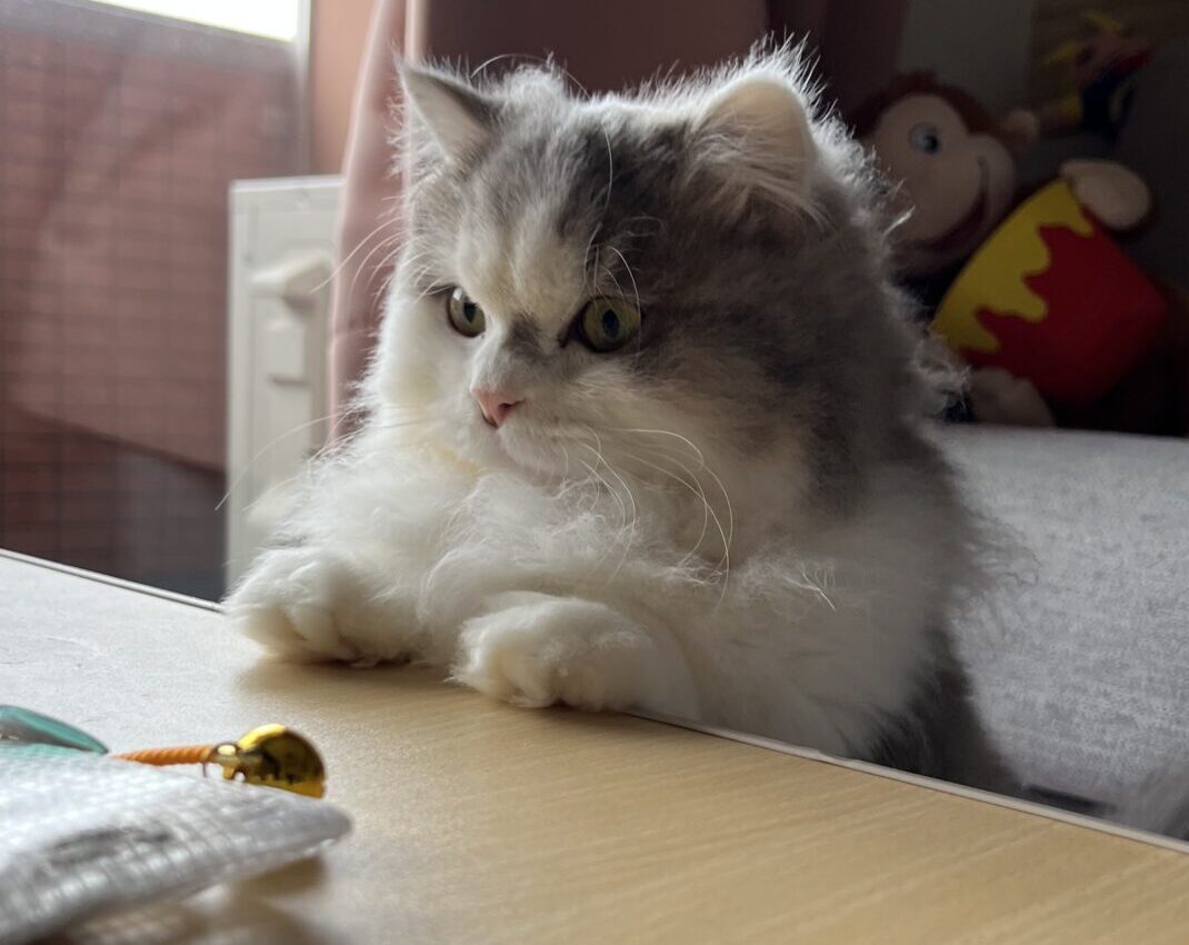 ポテト君♪ショートコース　リピートのご依頼♪