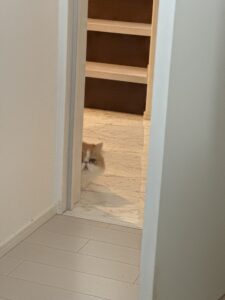 【猫のペットシッター八王子】みゃーちゃんたちのお世話の様子