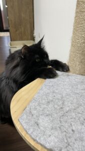 😺いつもお迎えありがとうね💕