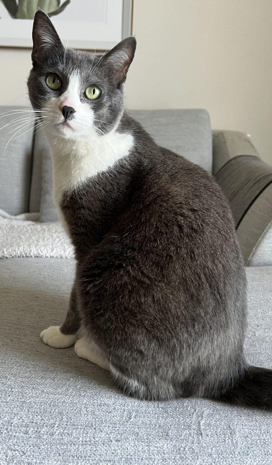 Repeat♪Stella chan short course use!!(リピート♪ステラちゃんショートコース利用）