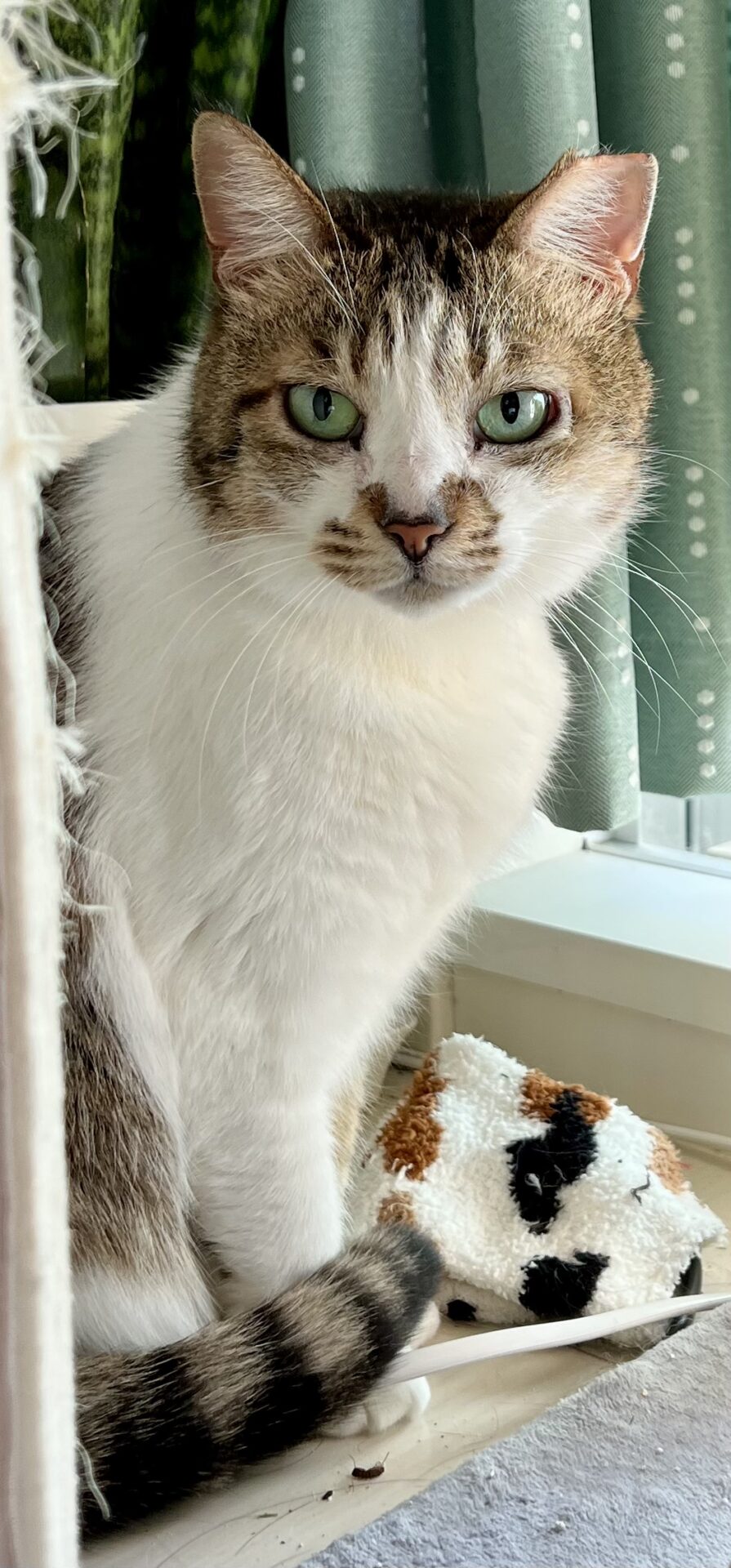 新規♪せつこちゃん なっぺこぺーちゃん ショートコースのご依頼♪