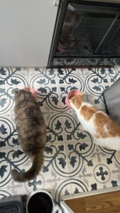 😺ジャンプジャンプ😝