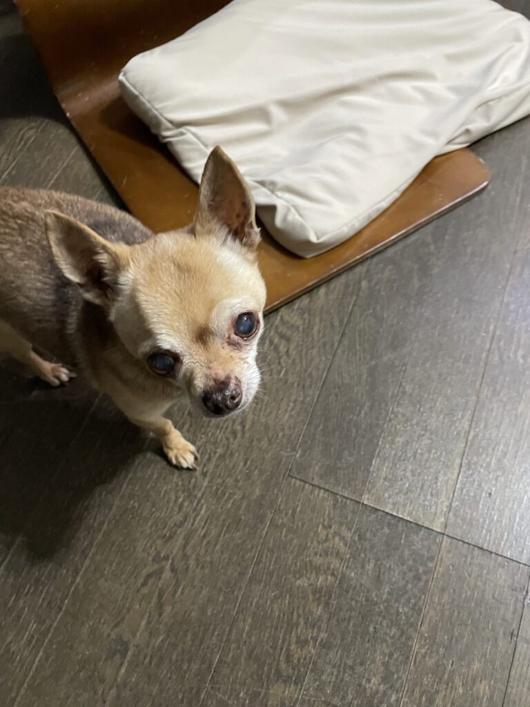 【船橋市・犬】もんたくん、甘納豆ちゃん、むむむくんのお世話報告