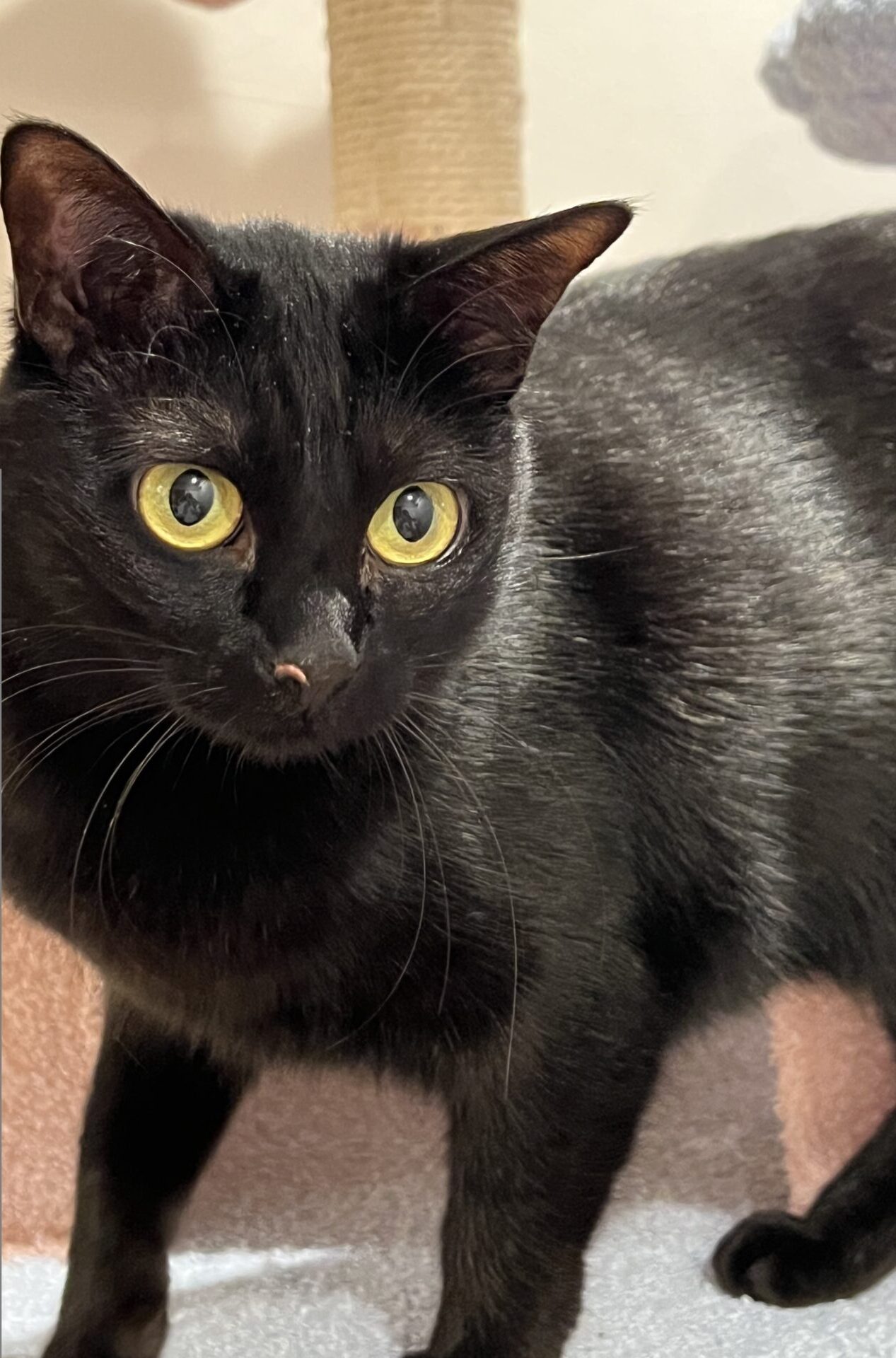 バナナちゃん♪　ショートコース　リピートのご依頼♪