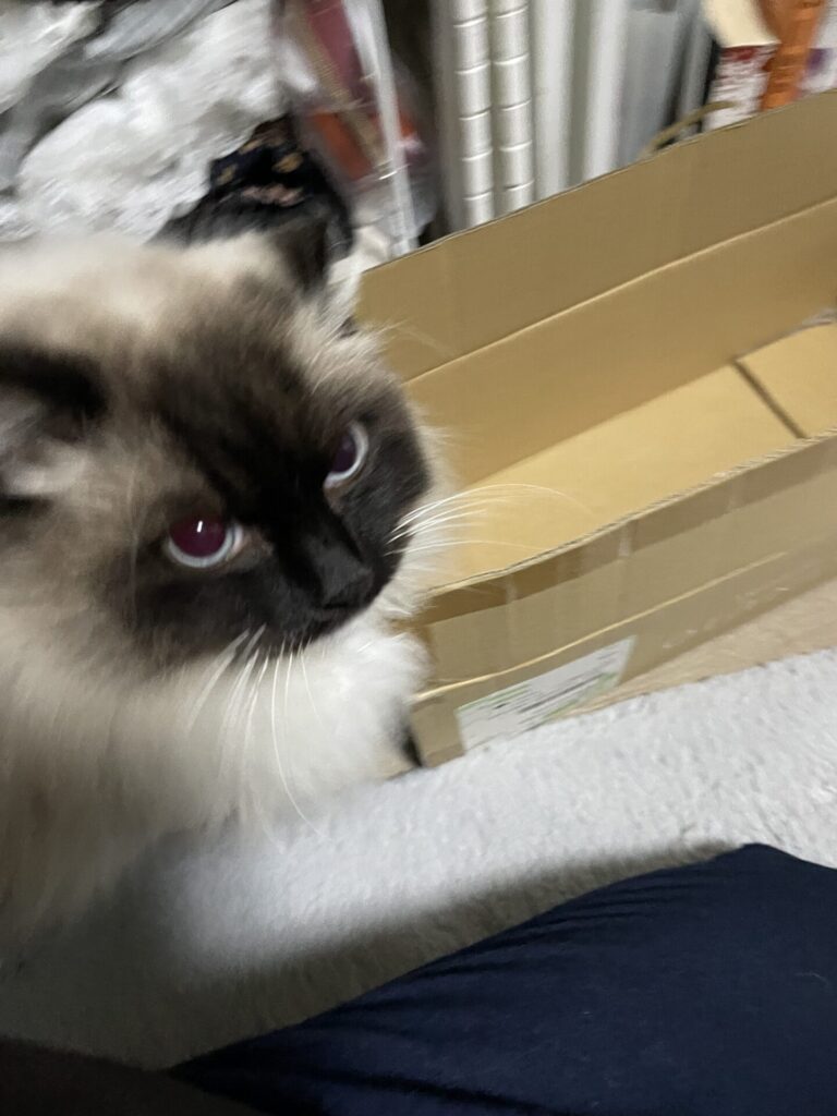 【千葉市・猫】ごまくんのお世話報告