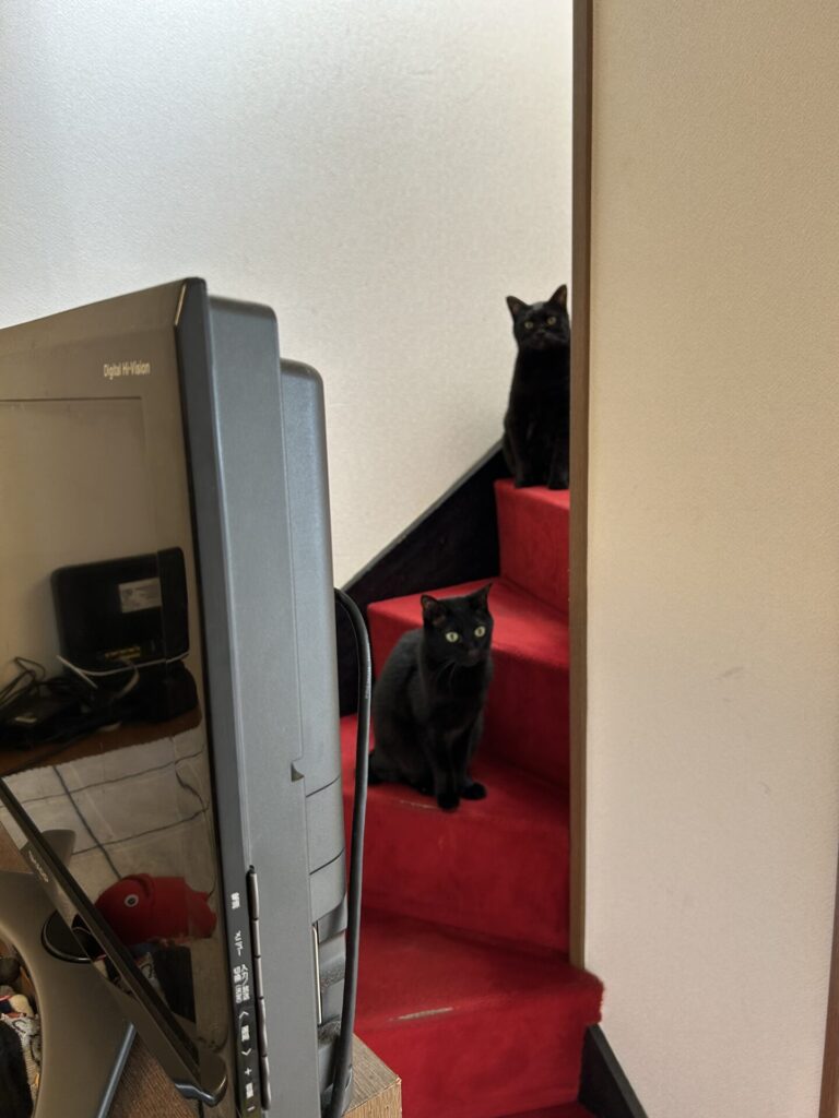 🐈‍⬛豊島区　元保護猫兄弟ねこちゃん🐈‍⬛