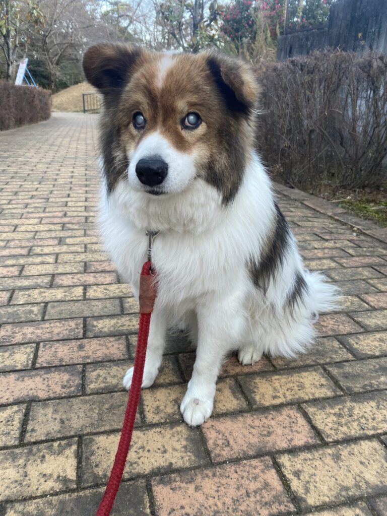 【犬のお散歩】コロくんお世話の様子🐶