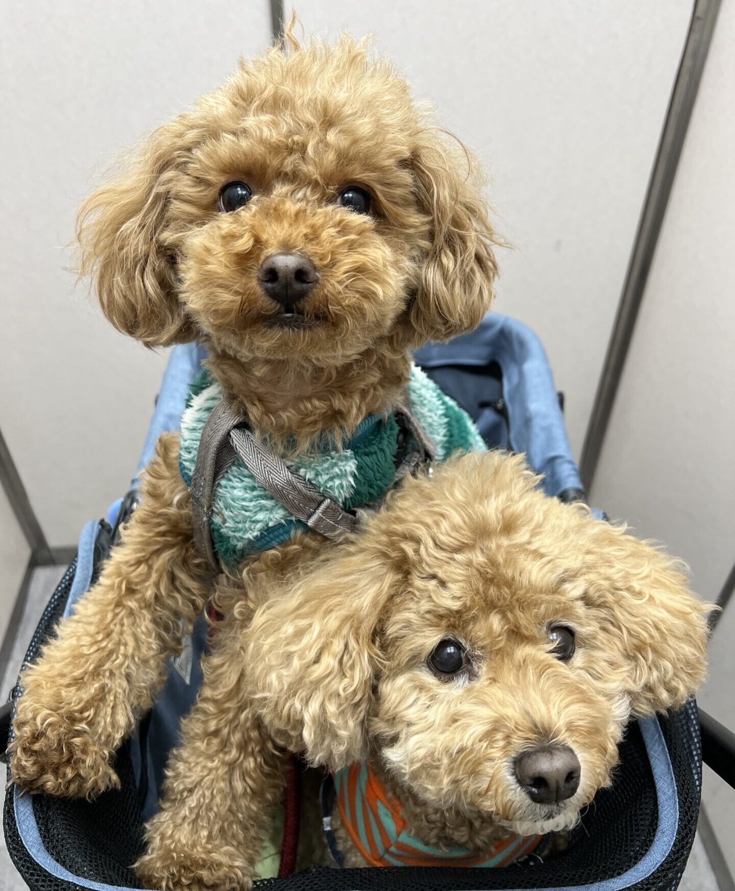 りんちゃん　アトム君♪　通常コース　リピートのご依頼♪