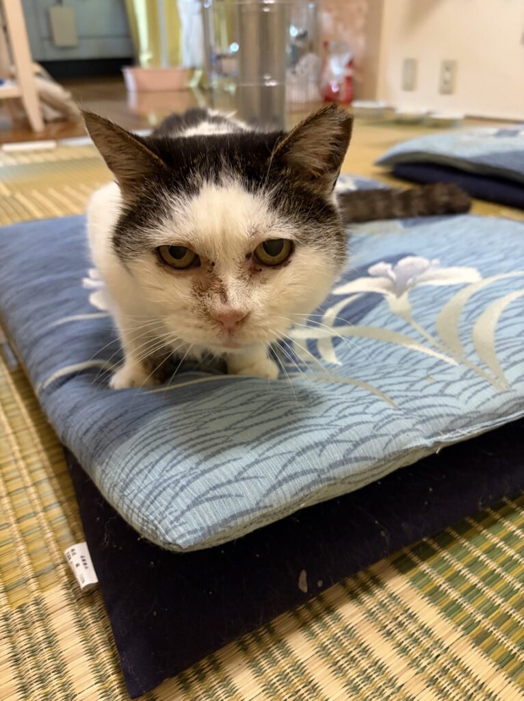 【習志野市・猫】さくらちゃんのお世話報告