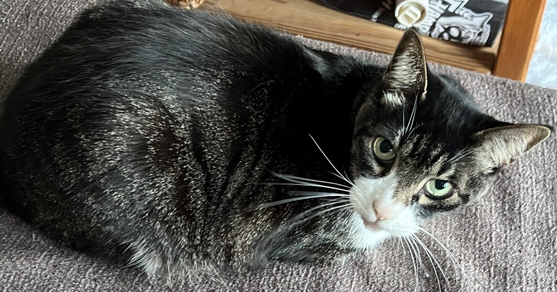 新規♪ララちゃん ジン君 ショートコースのご依頼♪