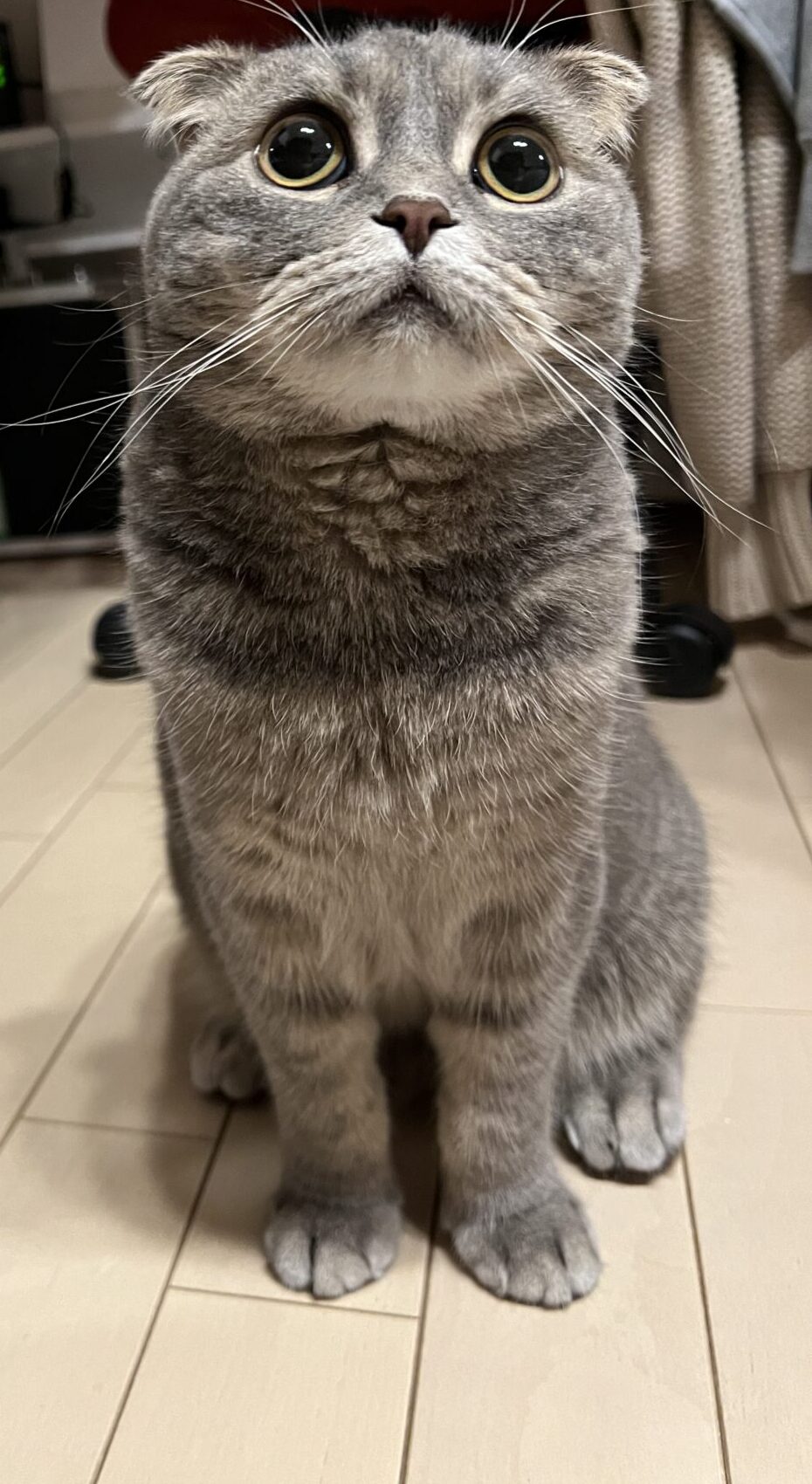 むぎちゃん 通常&ショートコース リピートのご依頼♪