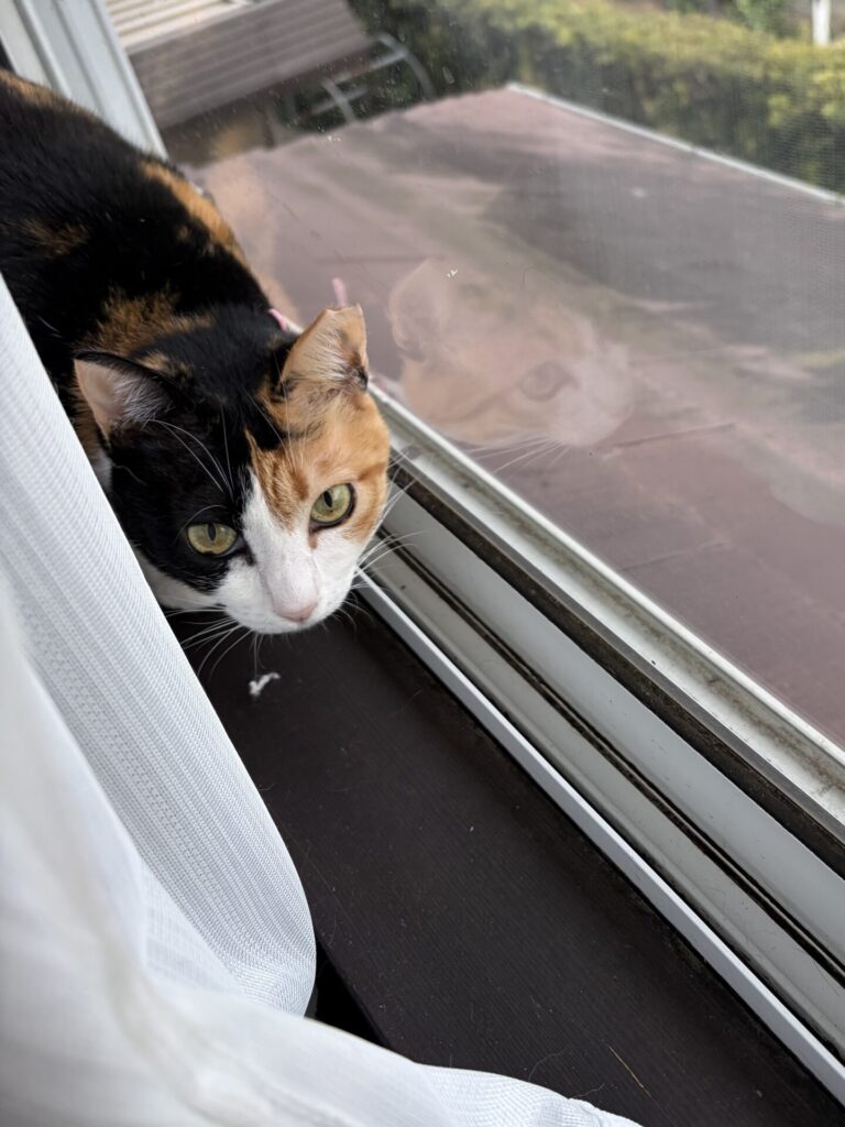 【八千代市・猫】ミューちゃん、チロくんのお世話報告