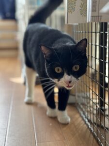 【ペットシッター八王子】モネちゃん達のお世話の様子