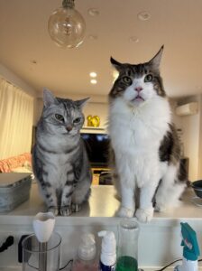 【猫のお世話 八王子】メインクーンちゃん達のお世話の様子