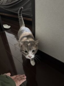 【キャットシッター八王子】ひめちゃんのお世話の様子