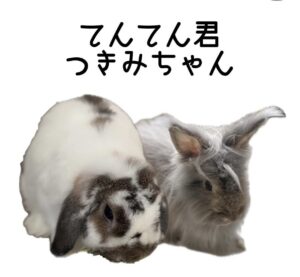 モフモフキュートな月見ちゃん、てんてん君