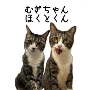 キジ白\(( °ω° ))/ほくと君むぎちゃん