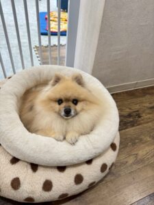 ★ゴールデンウイークのお知らせ★