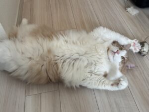 【猫のペットシッター八王子】パスタちゃんのお世話の様子